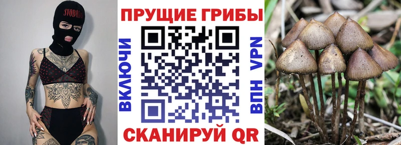 Псилоцибиновые грибы Psilocybe  магазин    даркнет какой сайт  Нижнеудинск 